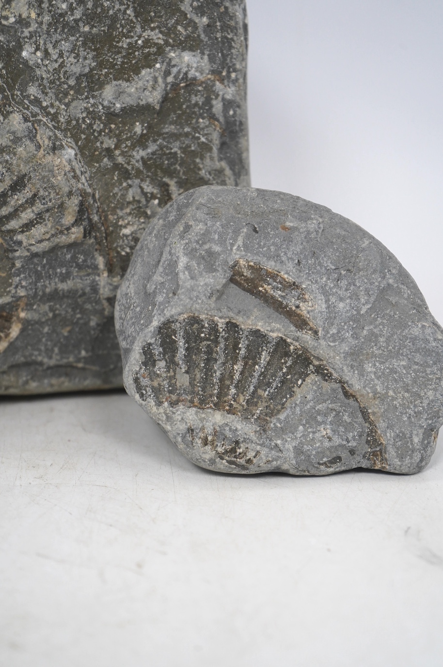 Two ammonites in a marine sedimentary rock matrix, tallest 19cm. Condition - fair